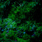 『JUNGLE』