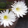 サボテンの花