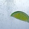 Lime_SODA_1