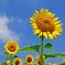 ２０１２年、夏、ひまわり（３）
