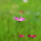 花一輪　秋桜