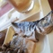 食べるんですよね？