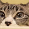 猫の瞳に映る世界