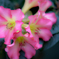 曇りの日のピンクの花