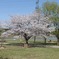 手賀沼の桜