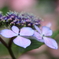 pinkblue