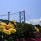 夏全開の瀬戸大橋