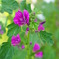 色が素敵な花です。