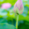 夢幻２～大賀蓮