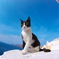 エーゲ海猫56