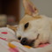 なんだか人間みたいな表情です