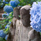 あじさい寺 高源院