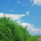 夏草の道