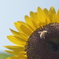 夏のひと時