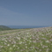 花と海