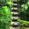 塔の住猫