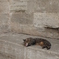 イスタンブール cat2