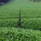 Field of tea leaves