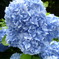 紫陽花２