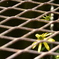 Under the fence