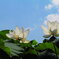 夏空