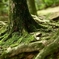 苔衣
