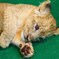 きゅるるん