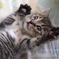 パーがとくいにゃ～