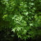 SDIM0518_DxO
