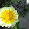 夏のお花　虫さんつき。
