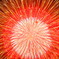 P8112227-2 mikuni-hanabi1