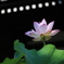 蓮（その３）