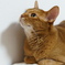 cat 1