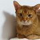 cat 2
