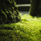 Moss Green　2