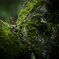 Little　Autumn　1