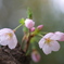 20090405散歩 017
