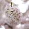 20090405散歩 037