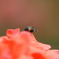 20080524与野公園 018
