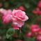 20080524与野公園 007