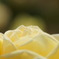 20080524与野公園 028