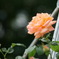 20080524与野公園 040