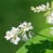 蕎麦の花