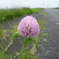 利根川サイクリングロードの花