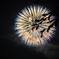 うたかた花火