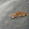 外猫さん