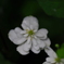 どくだみ（八重）