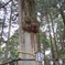 003身延山奥之院思親閣日蓮上人お手植え杉