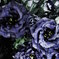 goth0252