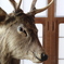 秋田の鹿